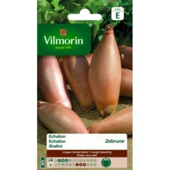 Ajuin Echalion Zebrune