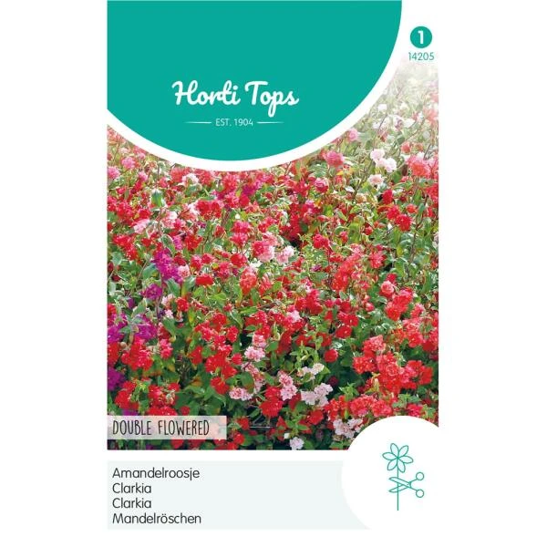 Amandelroosje - Clarkia Unguiculata 1 Amandelroosje - Clarkia Unguiculata