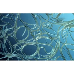 Aquanemix 1.25 V - Doseersproeier Voor Aaltjes -Tuin Sfeer Verkoop auquanemix 125 v doseersproeier 1497858309 1 600