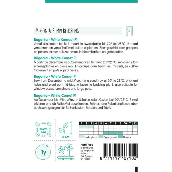 Begonia White Comet - Begonia Semperflorens 2 Begonia White Comet - Begonia Semperflorens - Afbeelding 2