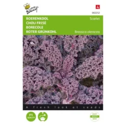 Tuin Sfeer Verkoop 41 Boerenkool Scarlet Paars