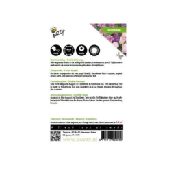 Campanula Medium (dubbelbloemig Marietteklokje) -Tuin Sfeer Verkoop campanula medium dubbelbloemig marietteklokje 1646840334 498 600