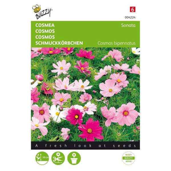 Cosmos Sonate - Cosmos Bipinnatus 1 Cosmos Sonate - Cosmos Bipinnatus