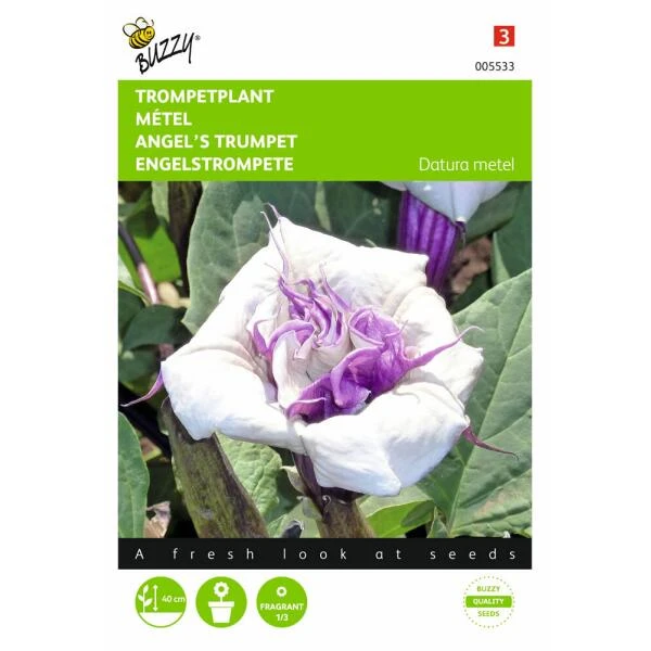 Doornappel - Datura Metel 1 Doornappel - Datura Metel