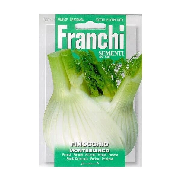 Finocchio Montebianco - Knolvenkel 1 Finocchio Montebianco - Knolvenkel