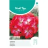 Geranium Bright Eyes - Pelargonium Zonale