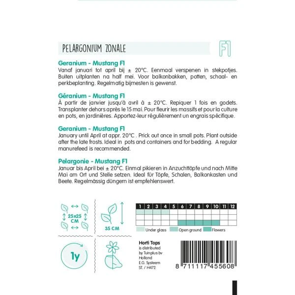 Geranium Mustang - Pelargonium Zonale 2 Geranium Mustang - Pelargonium Zonale - Afbeelding 2