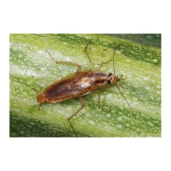 Kakkerlakkenval XL + Lokstof - Set Van 4 Stuks -Tuin Sfeer Verkoop kakkerlakkenval xl lokstof 1499689639 3 600