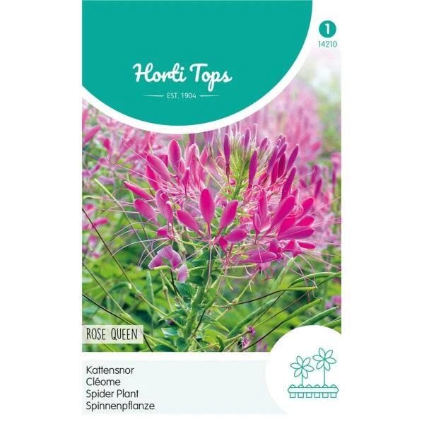 Kattensnor Rose Queen - Cleome Spinosa HT 1 Kattensnor Rose Queen - Cleome Spinosa HT