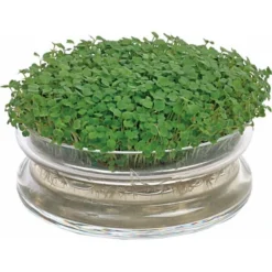 Kiemgroenten - Kweekset + Rucola Zaden -Tuin Sfeer Verkoop kiemgroenten kweekset rucola zaden 1646840337 574 600