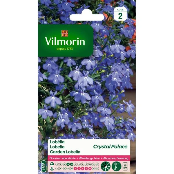 Lobelia Crystal Palace - Lobelia Erinus 1 Lobelia Crystal Palace - Lobelia Erinus
