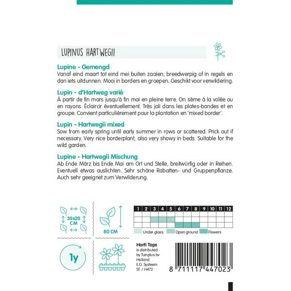 Lupine éénjarig Mix - Lupinus Hartwegi 2 Lupine éénjarig Mix - Lupinus Hartwegi - Afbeelding 2