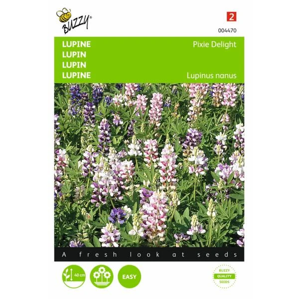 Lupine Pixie Delight - Lupinus Nanus 1 Lupine Pixie Delight - Lupinus Nanus