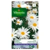 Margriet Margo - Chrysanthemum Leucanthemum