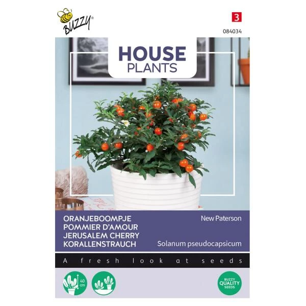 Oranjeboompje - Solanum Pseudocapsicum 1 Oranjeboompje - Solanum Pseudocapsicum