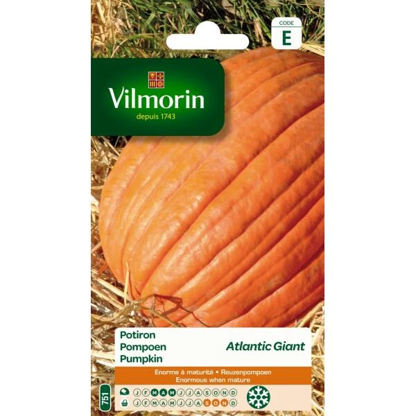 Pompoen Atlantic Giant Tot 200 Kg 1 Pompoen Atlantic Giant Tot 200 Kg