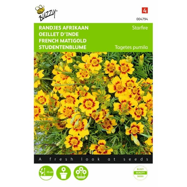 Randjesafrikaan - Tagetes Pumila 1 Randjesafrikaan - Tagetes Pumila