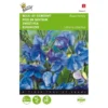 Reukerwt Royal Family Blauw - Lathyrus Odoratus