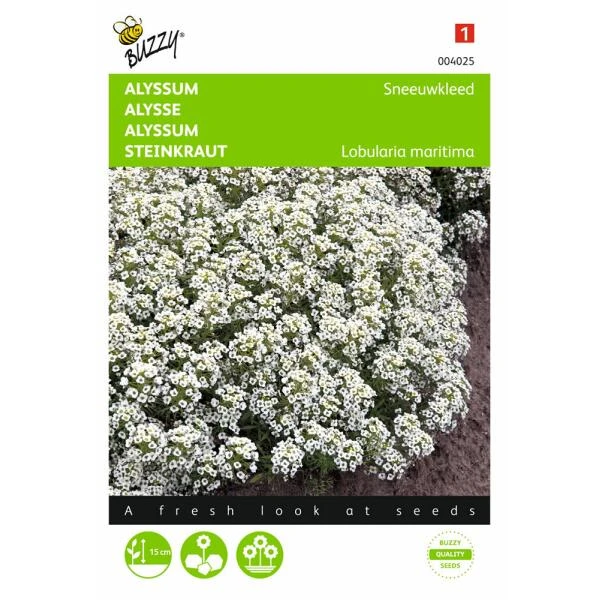 Sneeuwtapijt - Alyssum Marit. Procumbens 1 Sneeuwtapijt - Alyssum Marit. Procumbens