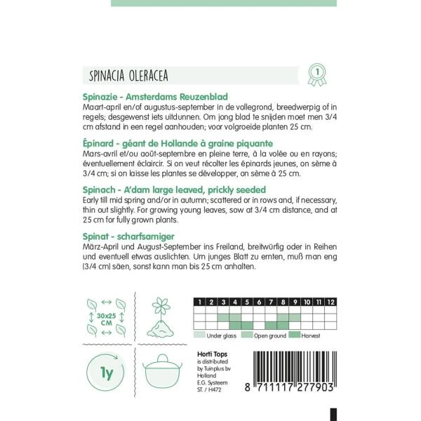 Spinazie Adams Reuzenblad - Spinacia Oleracea 2 Spinazie Adams Reuzenblad - Spinacia Oleracea - Afbeelding 2