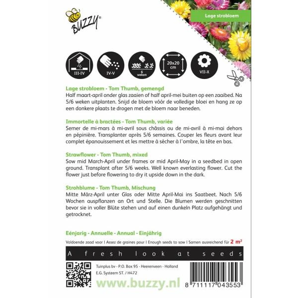 Strobloem - Helichrysum Bracteatum 2 Strobloem - Helichrysum Bracteatum - Afbeelding 2