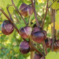 Tomatillo Violet - Physalis Ixocarpa 3 Tomatillo Violet - Physalis Ixocarpa -Tuin Sfeer Verkoop tomatillo violet 1484067107 2 600