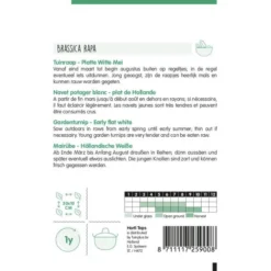 Tuinraap Platte Witte Mei - Brassica Rapa -Tuin Sfeer Verkoop tuinraap platte witte mei brassica rapa 1646840354 923 600