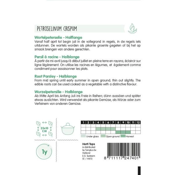 Wortelpeterselie Halflange Berliner - Petroselinum Crispum 2 Wortelpeterselie Halflange Berliner - Petroselinum Crispum - Afbeelding 2