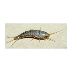 Zilvervisjes- En Papiervisjesvallen + Lokstof - Set Van 5 Stuks