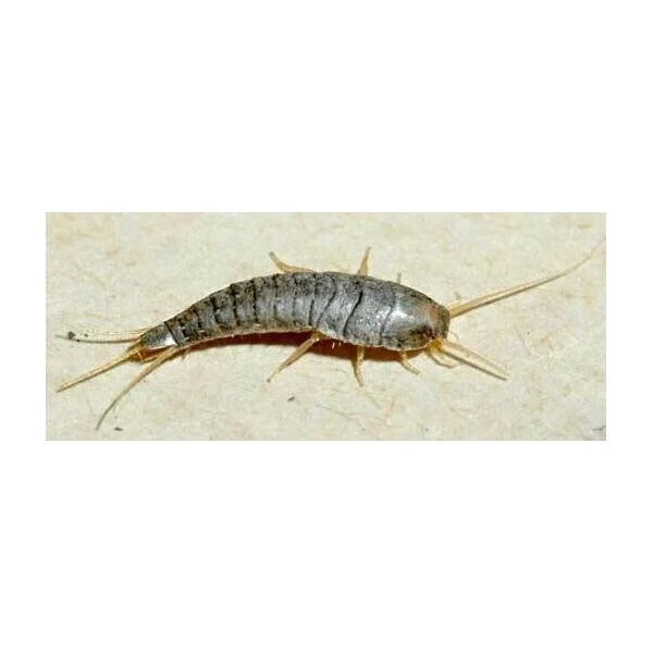 Zilvervisjes- En Papiervisjesvallen + Lokstof - Set Van 5 Stuks 1 Zilvervisjes- En Papiervisjesvallen + Lokstof - Set Van 5 Stuks