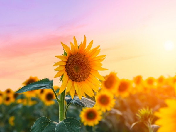 Tuin Sfeer Verkoop -Tuin Sfeer Verkoop y nghia hoa huong duong f7dd8dd0932042539493d34c7764c2ab